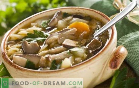 Supa de ciuperci de ciuperci - simplă și ușoară! Retete pentru supa de ciuperci de ciuperci cu pui, hrisca, paste si brinza