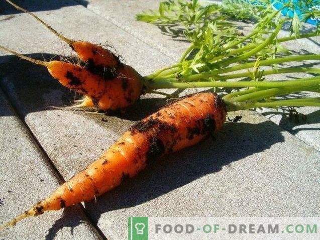 Proprietăți utile ale morcovilor